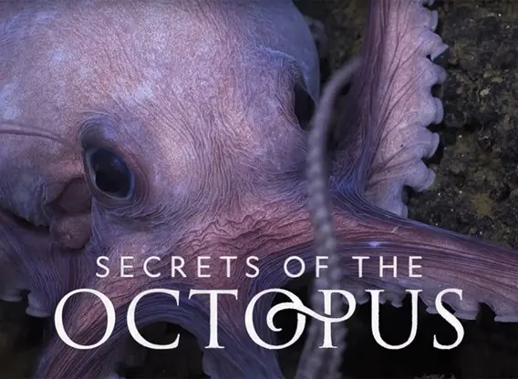 secrets-of-the-octopus tv series