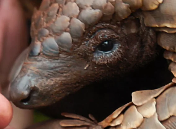 Pangolin Kulus Journey Movie